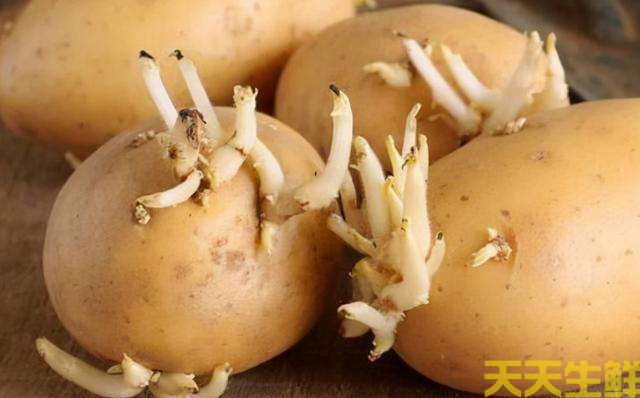 土豆發(fā)芽了還能吃嗎？(圖1)