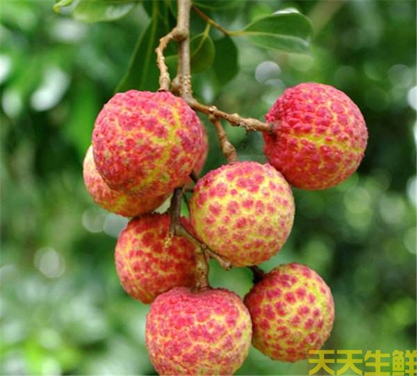 荔枝的品種有哪些？廣州蔬菜配送公司科普(圖8)