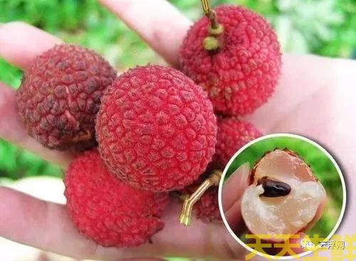 荔枝的品種有哪些？廣州蔬菜配送公司科普(圖13)
