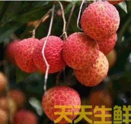荔枝的品種有哪些？廣州蔬菜配送公司科普(圖14)