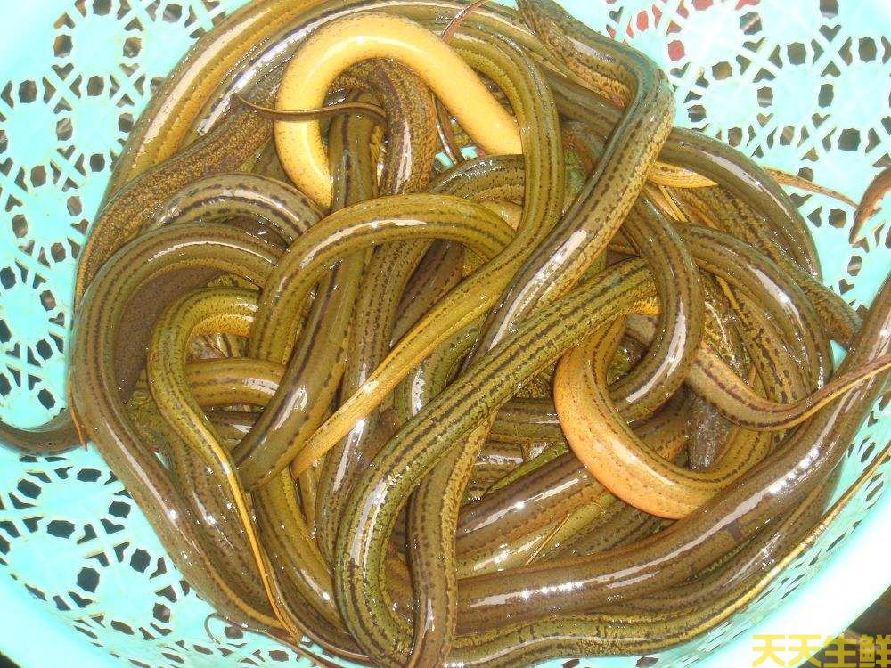 天氣炎熱吃什么好？廣州蔬菜配送公司推薦你8種食材(圖8)