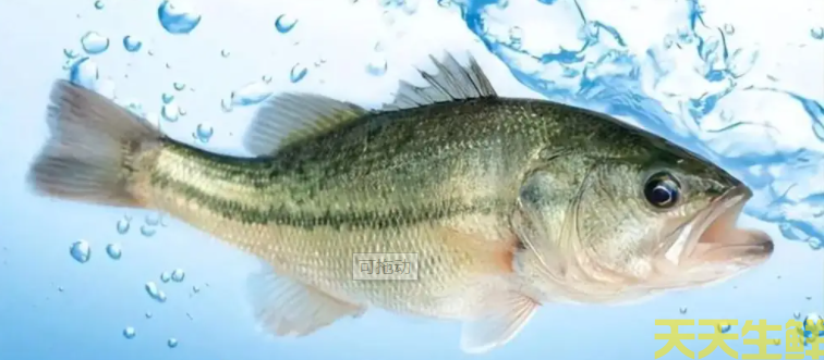 廣州蔬菜配送公司分享：河鱸魚和海鱸魚的區(qū)別？(圖2)