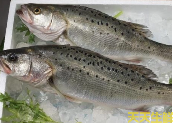 廣州蔬菜配送公司分享：河鱸魚和海鱸魚的區(qū)別？(圖2)